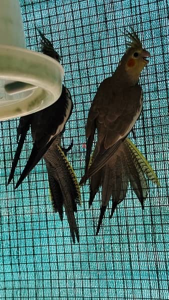 Healthy adult Cocktiels 3 pcs available 1