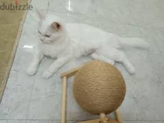 Rate reduced- Urgent sell. Cute cats- 3 kids with mother