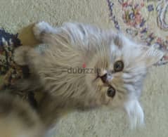 قطط شيرازي للبيع لعوبين  بصحة جيدة العمر 3 شهور