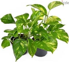 Money plant cuttings (only cuttings without pot) and money plants wit