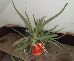 Various Plants 0