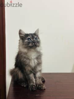 Persian Cat Grey Female small 0