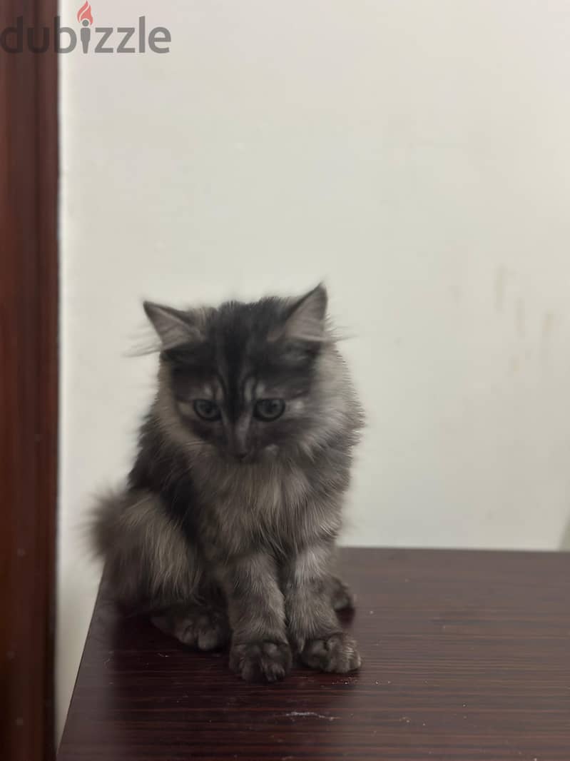 Persian Cat Grey Female small 1