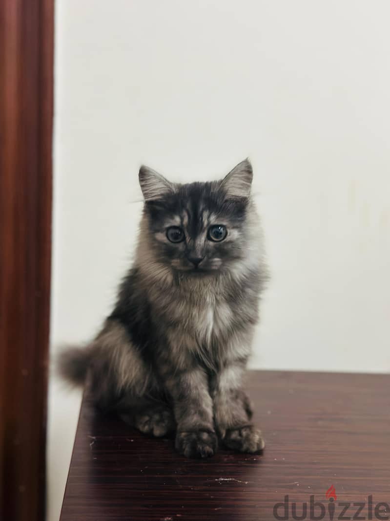 Persian Cat Grey Female small 2