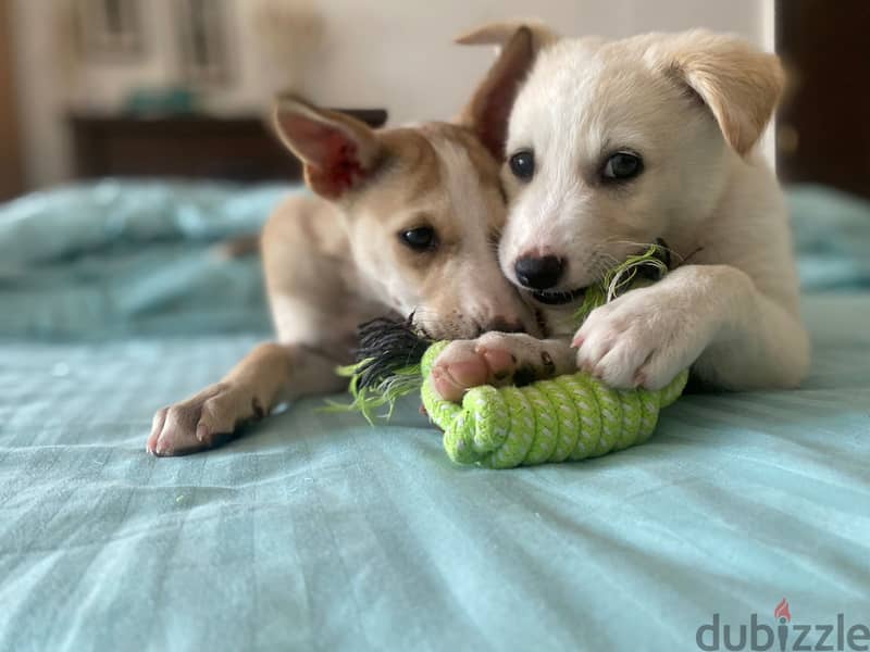 2 Pups for adoption 2
