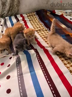 خمس قطط شرازي مع الأم 0