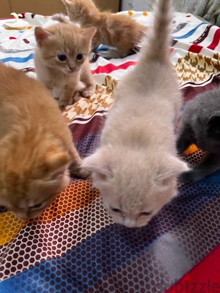 خمس قطط شرازي مع الأم 1