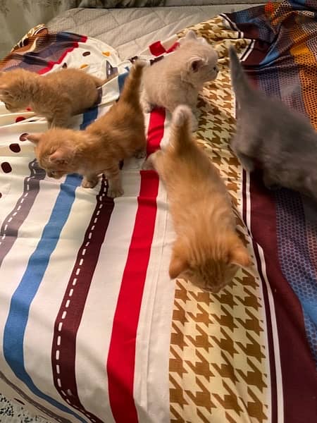خمس قطط شرازي مع الأم 2