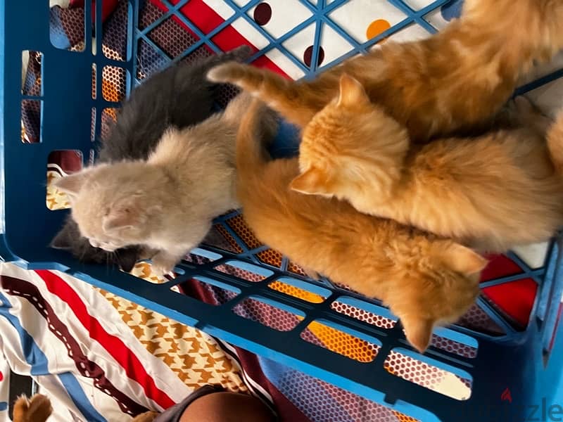 خمس قطط شرازي مع الأم 8