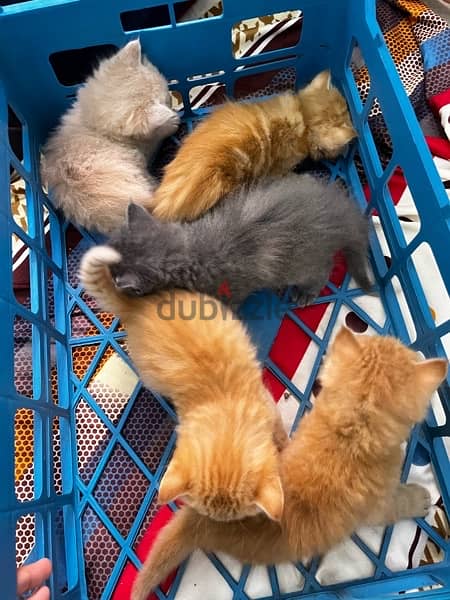 خمس قطط شرازي مع الأم 10