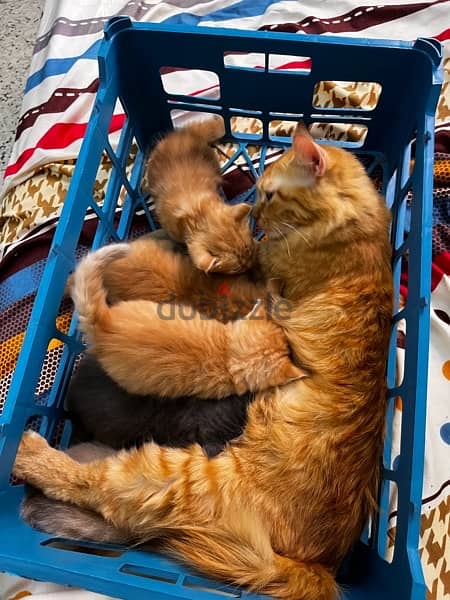 خمس قطط شرازي مع الأم 12