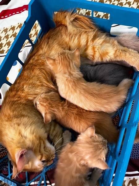 خمس قطط شرازي مع الأم 13