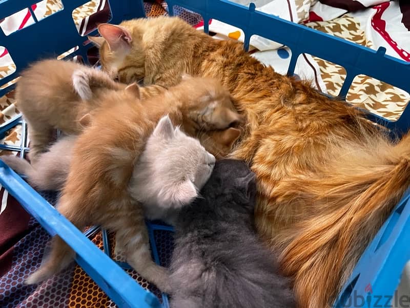 خمس قطط شرازي مع الأم 14