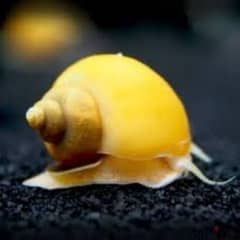 apple snail
