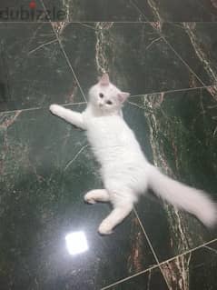 البيع قطط شيرازي عمر ١ سنه ذكر