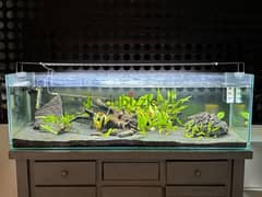 fish tank with natural plants landscaping