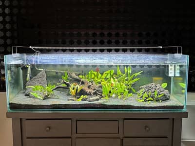 fish tank with natural plants landscaping