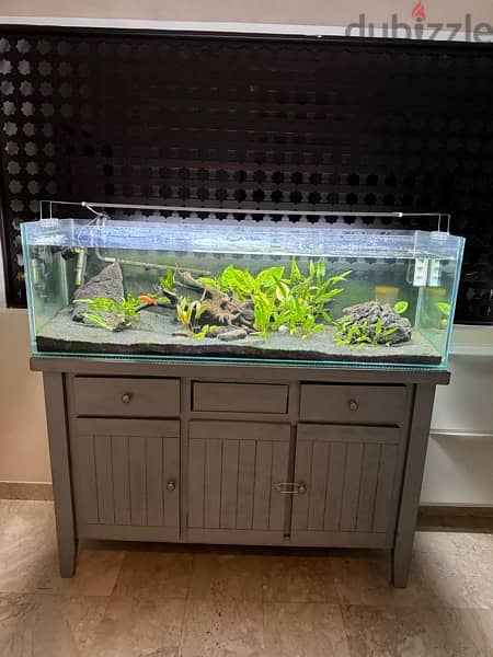 fish tank with natural plants landscaping 1