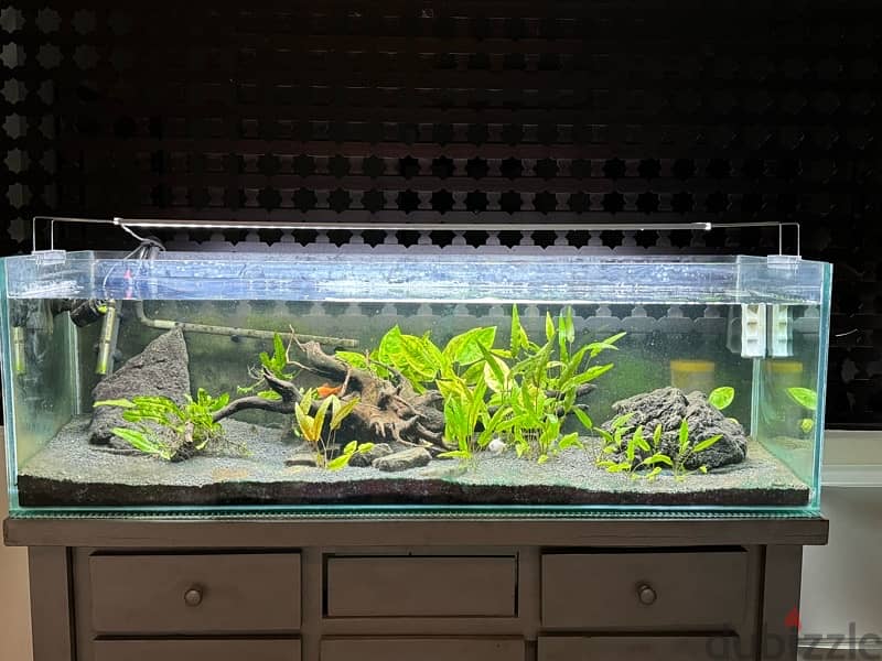 fish tank with natural plants landscaping 2