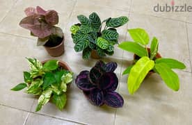 all these beautiful 5 plants only for 10 rial. Ghala