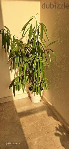 Indoor Plant from Ghobra Muscat