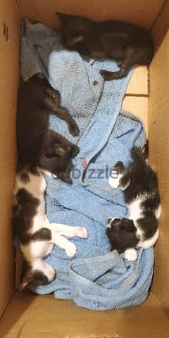 Newborn kittens for adoption
