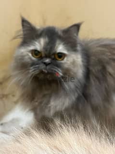 persian grey cat 0