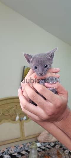 russian blue kittens