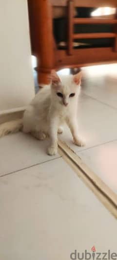 Short hair Turkish angora cat (female) 0