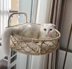 cat window seat and swing 0