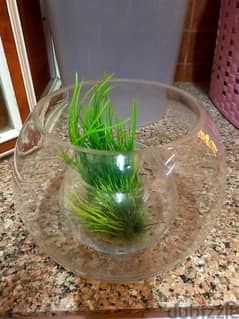 Urgent sale for fish bowl for 1.500 OMR.