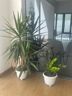 4 Plants