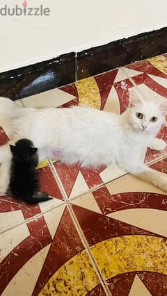 1 year female Persian cat with 4 Persian kittens 0