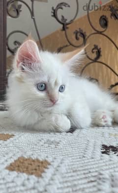 قط ذكر عمر للبيع male kitten for sale