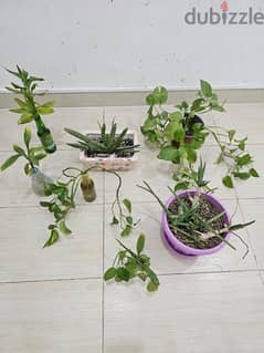 All 7 plants for 5 rials