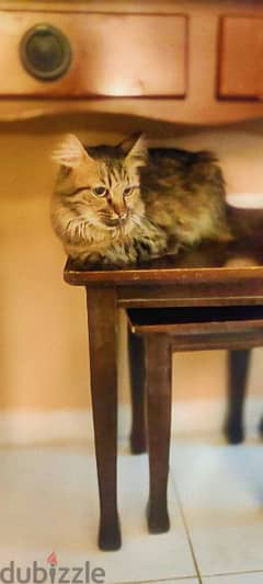 Turkish Angora Cat (Female) +96892048660 for contact