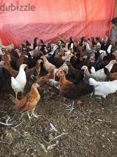 omani chickens for sale 0