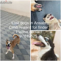 lost dogs in ansab