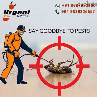 Pest Control work Bedbugs Treatment available Insect Cockroaches