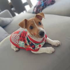 jack Russell WhatsApp the owner +971556656134 0
