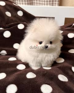 teacup pomeranian WhatsApp the owner +971556656134