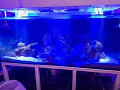 Very big saltwater aquarium and accessories