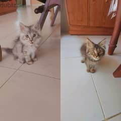 Half Persian Half Turkish Kittens +96892048660 for contact