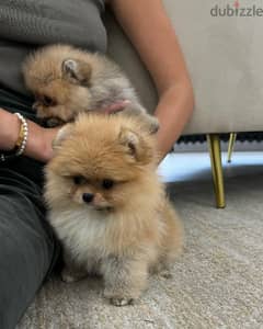 male and female teacup pomeranian WhatsApp the owner +971556656134