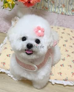 potty trained maltese WhatsApp the owner +971556656134
