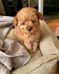 teacup poodle WhatsApp the owner +971556656134