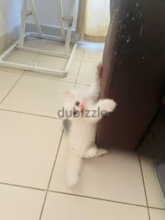 Two months old very playful persian kittens 0