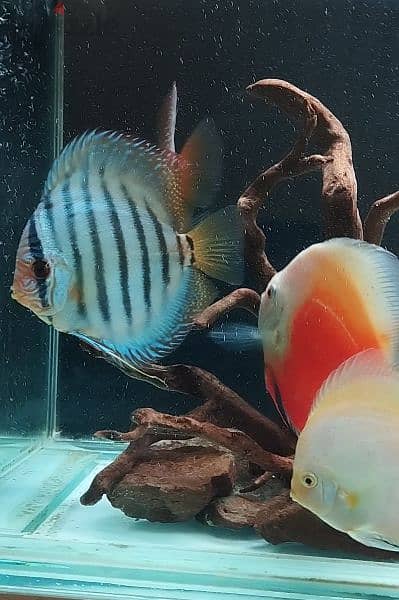 big size good quality discus for sale, contact for details 0