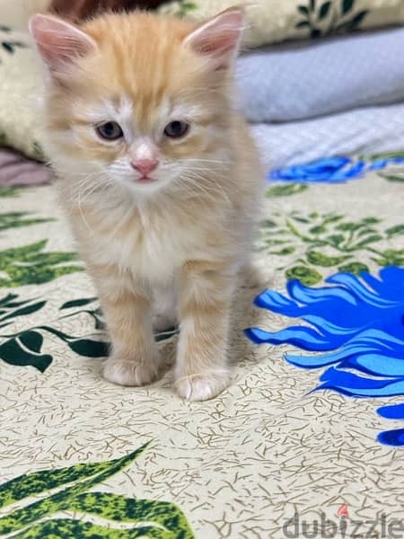 male kitten 2