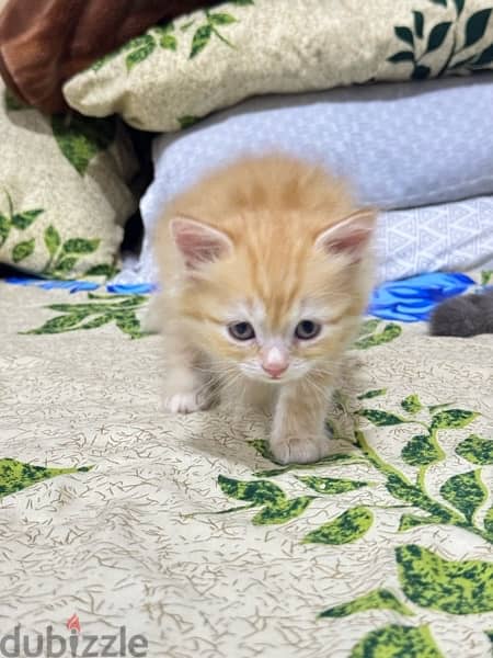 male kitten 3